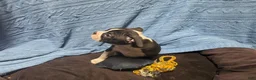 Mixed Breed dogs for sale: Cider - Ad 10