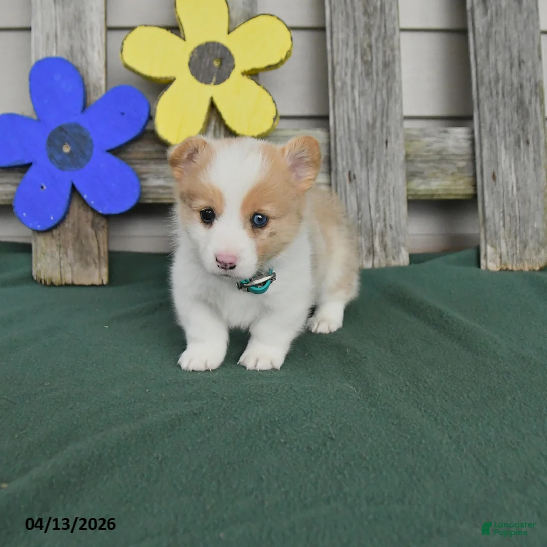 Welsh Corgi Pembroke dogs for sale: Blazer - Ad 1