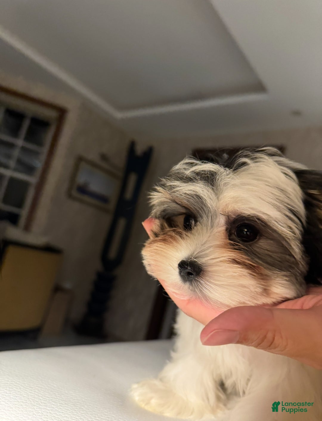 Morkie dogs for sale: Rice - Ad 6