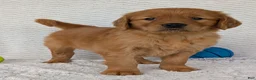 Golden Retriever dogs for sale: Rocco - Ad 3