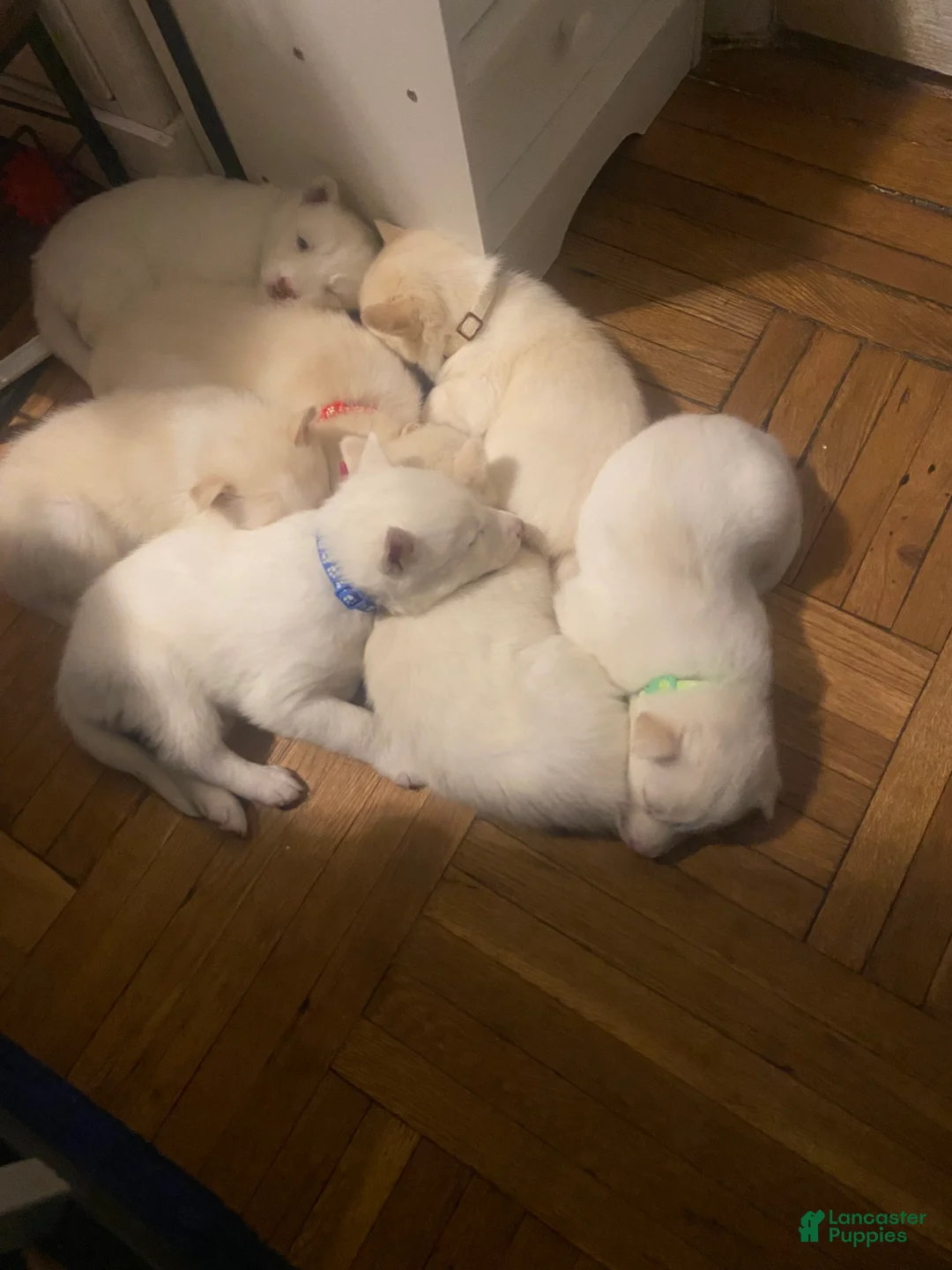 Siberian Husky dogs for sale: Jay - Ad 6