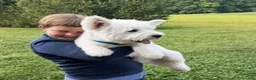 West Highland Terrier dogs for sale: Hailey - Ad 4