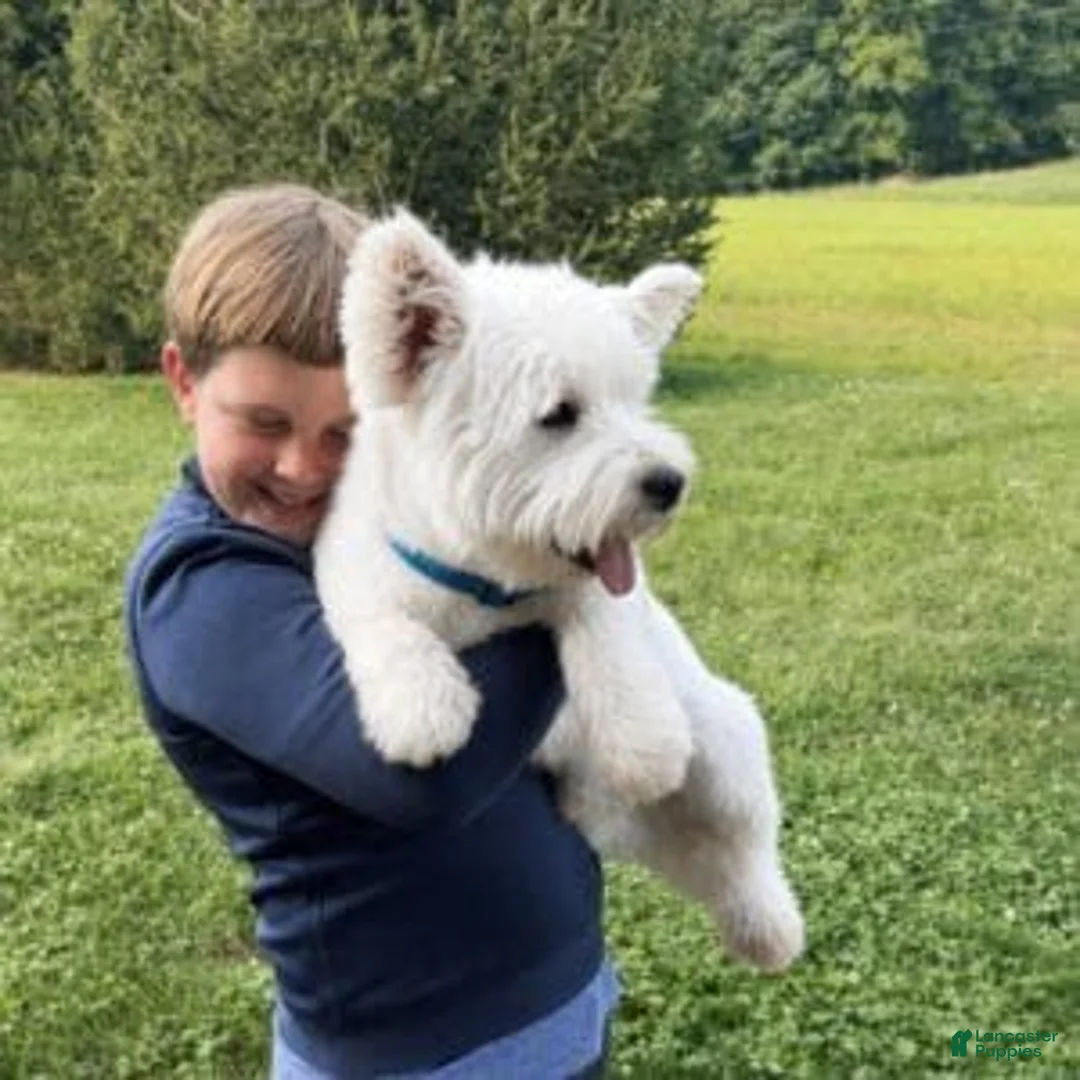 West Highland Terrier dogs for sale: Hailey - Ad 4