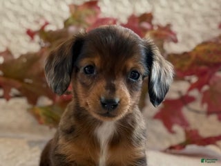 Miniature Dachshund dogs Mini - Ad 2