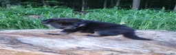 German Shepherd dogs for sale: German Shepherd 2 Tar - Ad 3