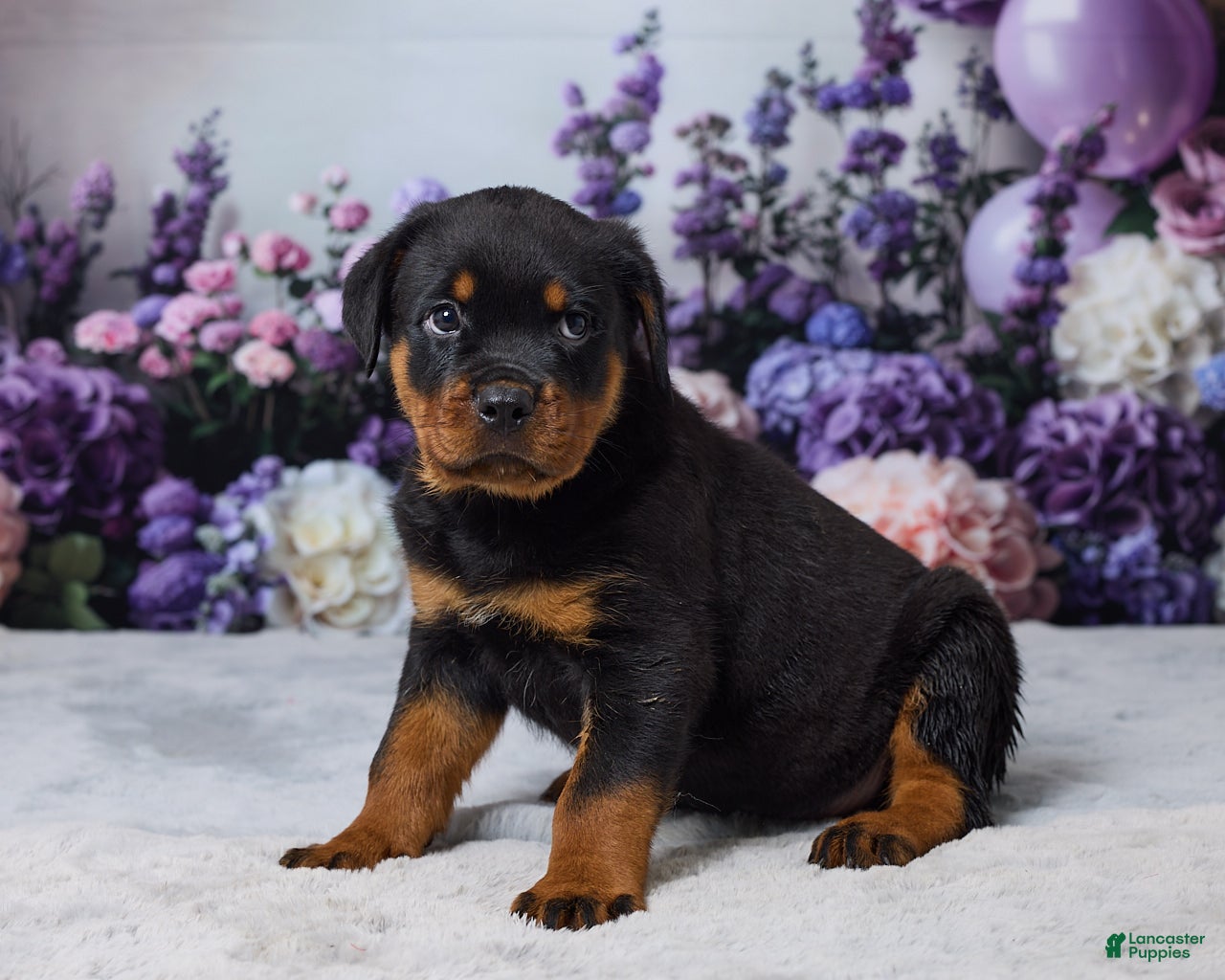 Rottweiler dogs Gunnar - Ad 2