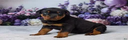 Rottweiler dogs for sale: Gunnar - Ad 2