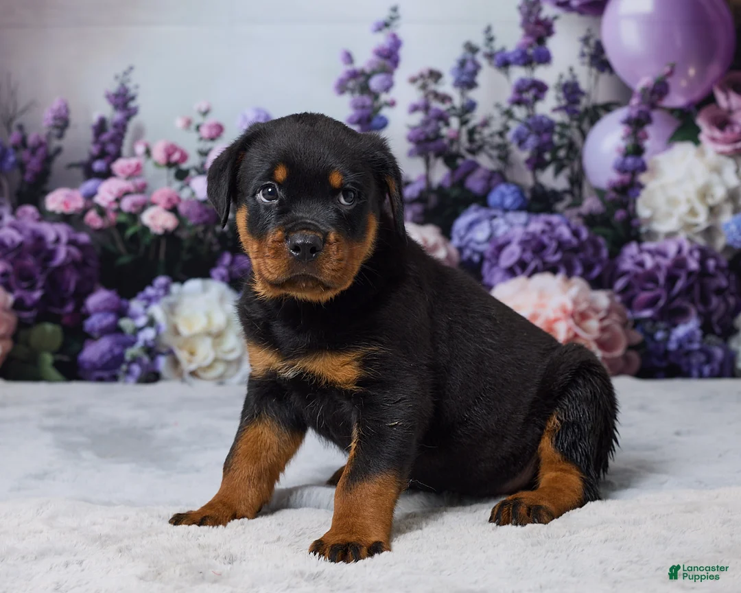 Rottweiler dogs for sale: Gunnar - Ad 2