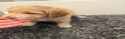 Mini Goldendoodle dogs for sale: Mini Goldendoodle 4 - Ad 9