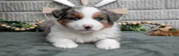Miniature Australian Shepherd dogs for sale: Tucker - Ad 2