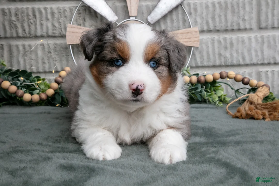 Miniature Australian Shepherd dogs for sale: Tucker - Ad 2