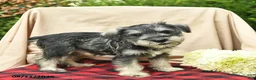 Miniature Schnauzer dogs for sale: Libby  - Ad 5