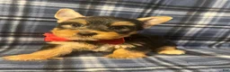 Yorkshire Terrier dogs for sale: Yorkshire Terrier 2 - Ad 3