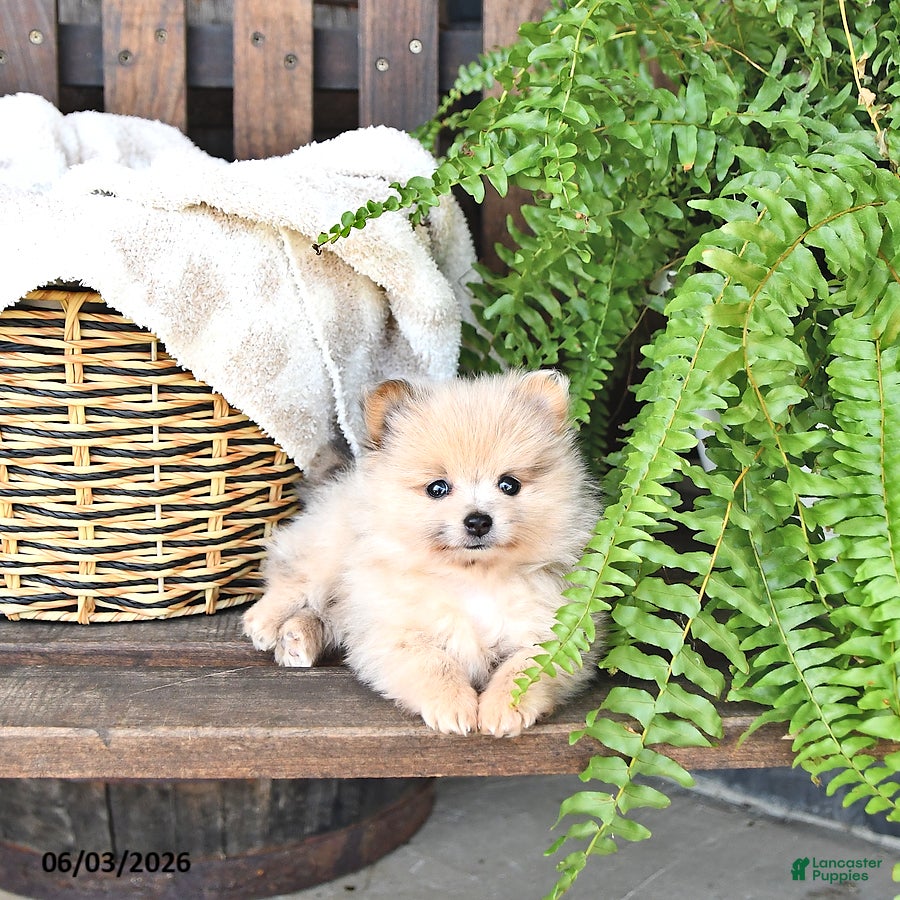 Pomeranian dogs for sale: Teddy - Ad 3