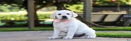 Labrador Retriever dogs for sale: Kathy - Ad 3