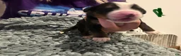 Bernese Mountain Dog dogs for sale: CamoGreen - Ad 1