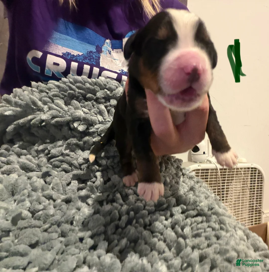 Bernese Mountain Dog dogs for sale: CamoGreen - Ad 1