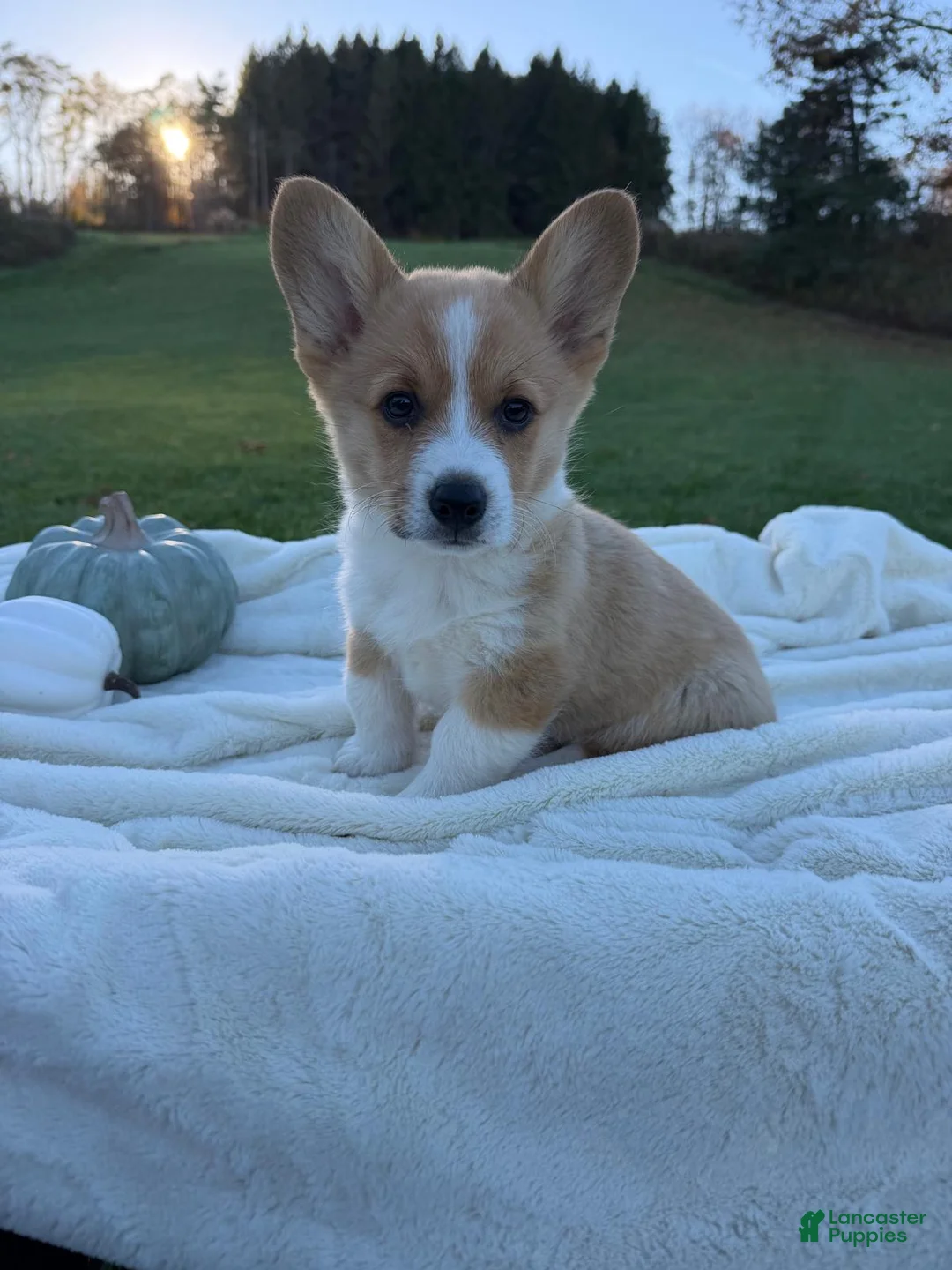 Welsh Corgi Pembroke dogs for sale: Larry - Ad 2