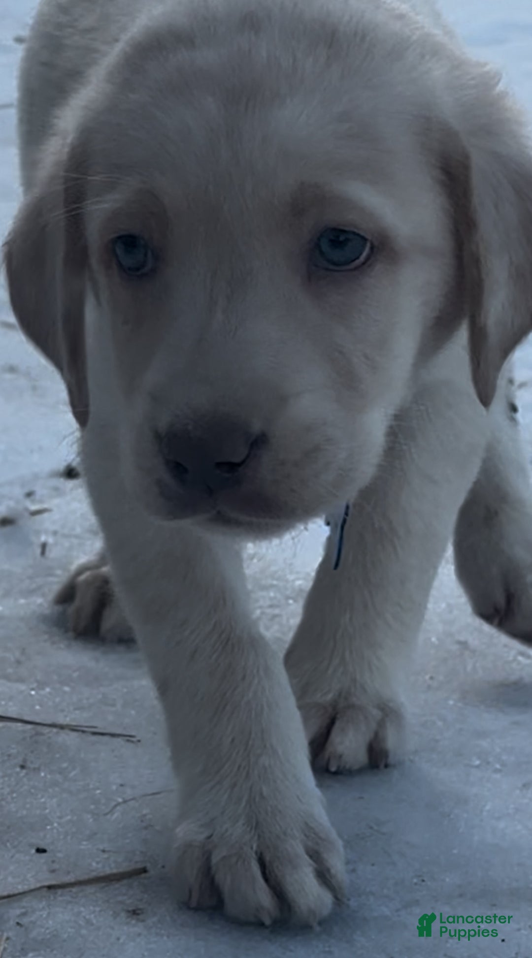 Labrador Retriever dogs for sale: Labrador Retriever Puppy 1 - Ad 12