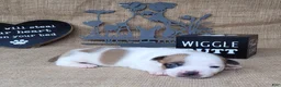Jack Russell Terrier dogs for sale: Jax purebred JRT - Ad 1
