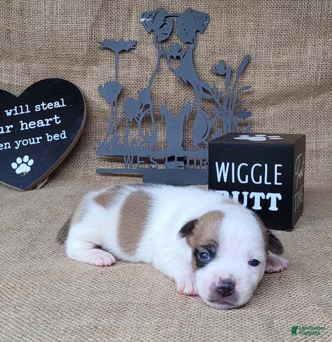 Jack Russell Terrier dogs for sale: Jax purebred JRT - Ad 1