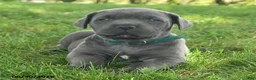 Cane Corso dogs for sale: Rancho - Ad 3