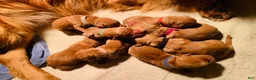 Golden Retriever dogs for sale: North - Ad 15
