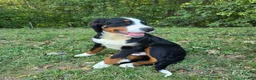 Bernese Mountain Dog dogs for sale: Bernese Mountain Dog 2 Winston - Ad 2