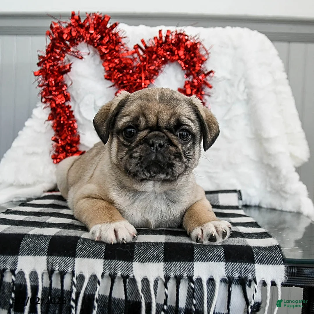 Pug dogs for sale: Caramel - Ad 2