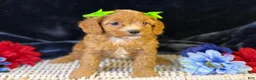 Cavapoo dogs for sale: Lani - Ad 6