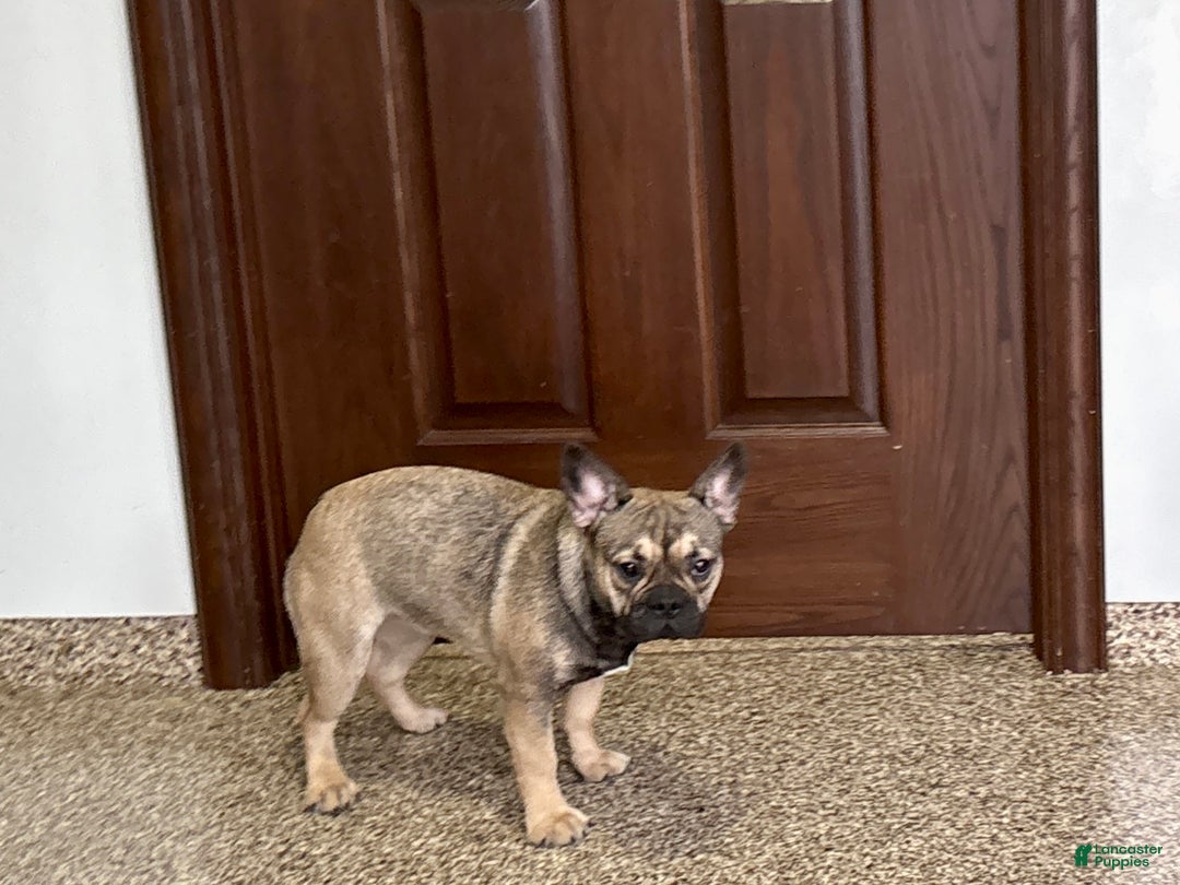 French Bulldog dogs for sale: Joy - Ad 6