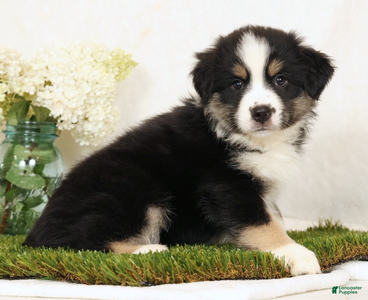 Miniature Australian Shepherd dogs Lucy - Ad 1