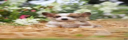 Welsh Corgi Pembroke dogs for sale: Myla - Ad 14