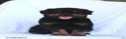 Rottweiler dogs for sale: Kora - Ad 5