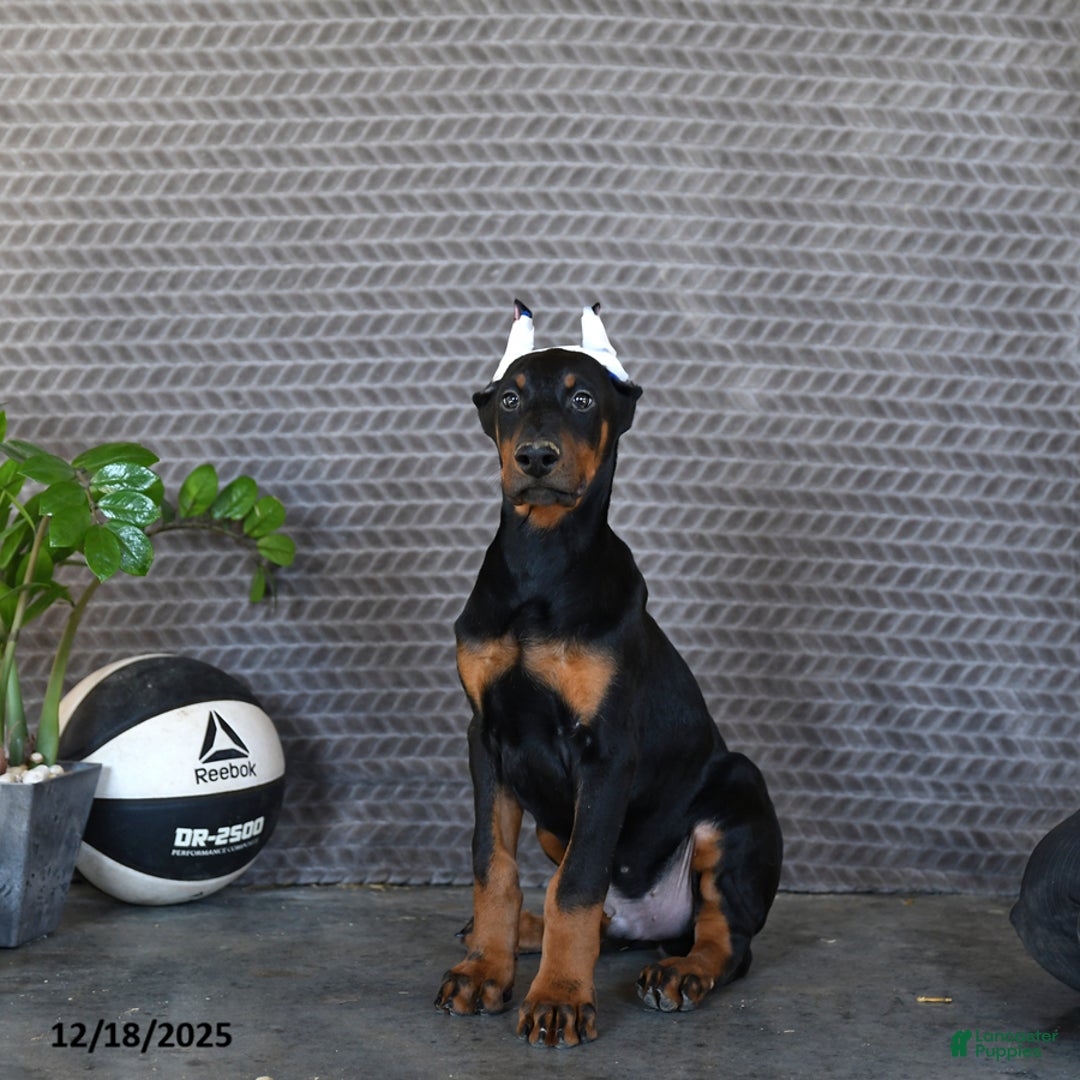 Doberman Pinscher dogs for sale: Zane - Ad 2