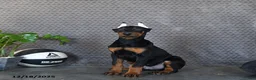 Doberman Pinscher dogs for sale: Zane - Ad 2