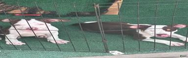 American Bully 3