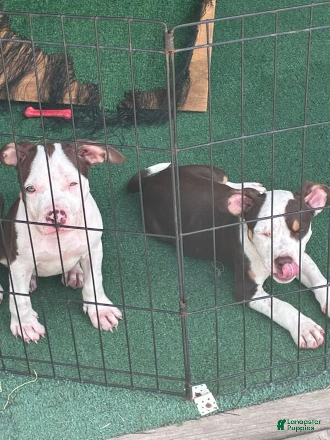 American Bully dogs for sale: American Bully 3 - Ad 1