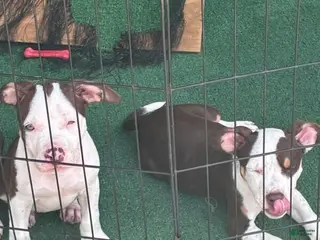 American Bully dogs American Bully 3 - Ad 17