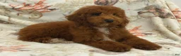 Miniature Poodle dogs for sale: RALPH - Ad 1