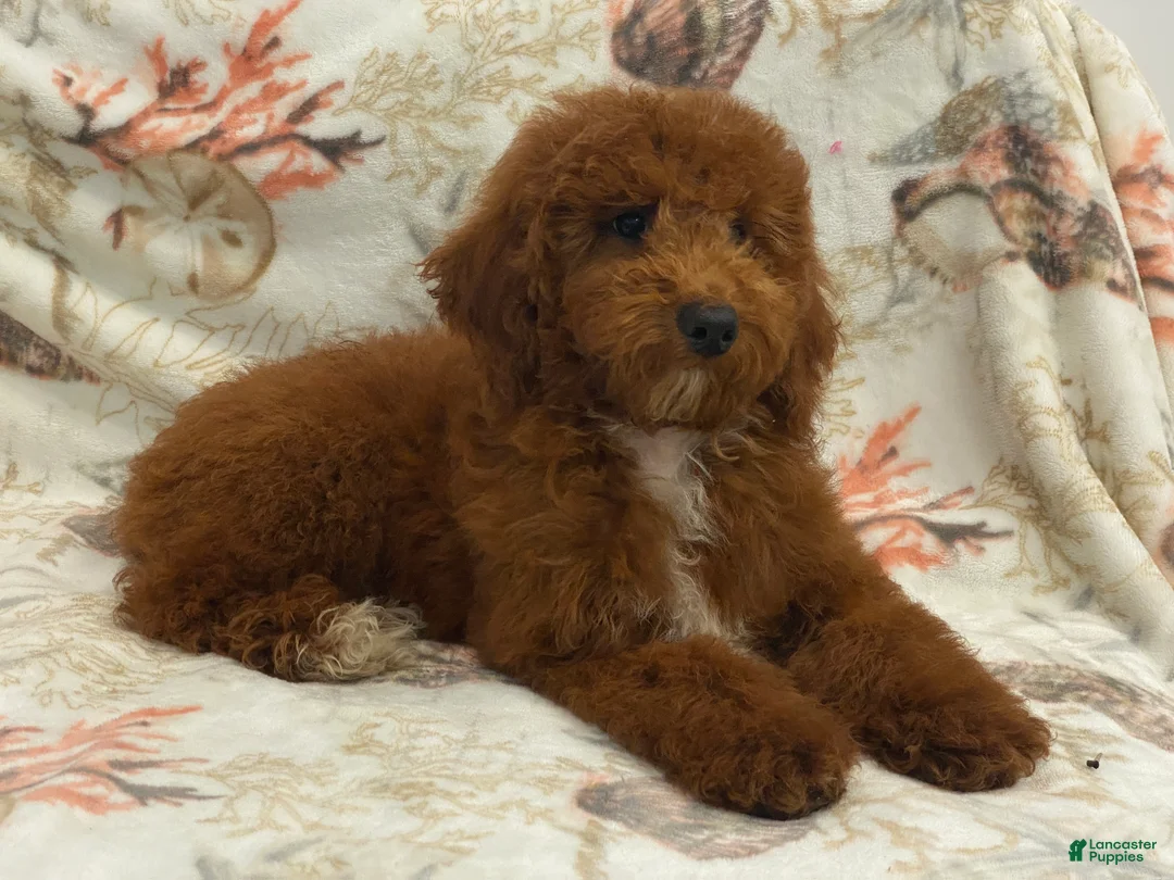 Miniature Poodle dogs for sale: RALPH - Ad 1