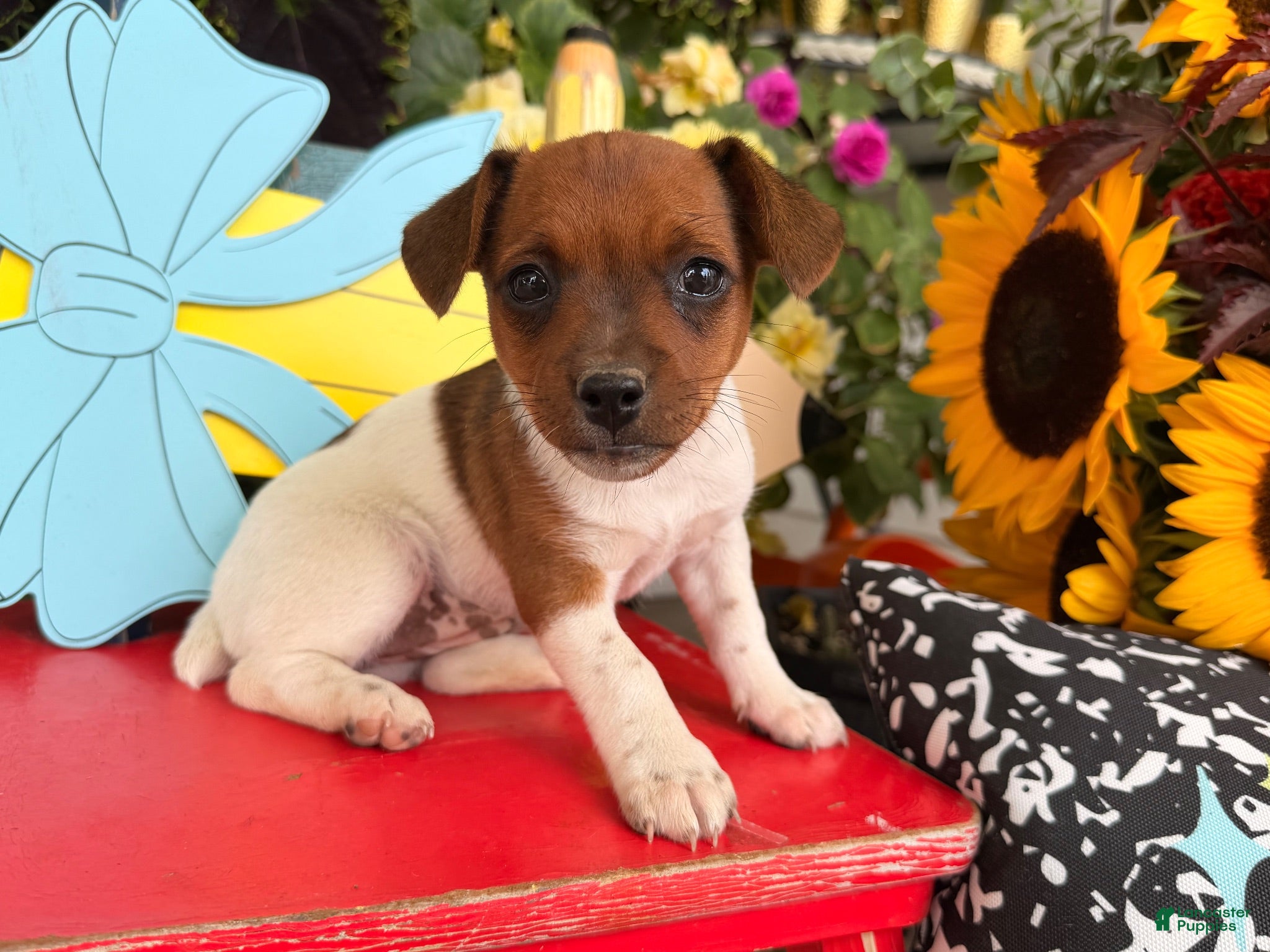 Jack Russell Terrier dogs Beauty - Ad 2