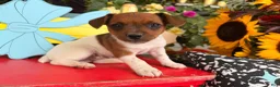 Jack Russell Terrier dogs for sale: Beauty - Ad 2