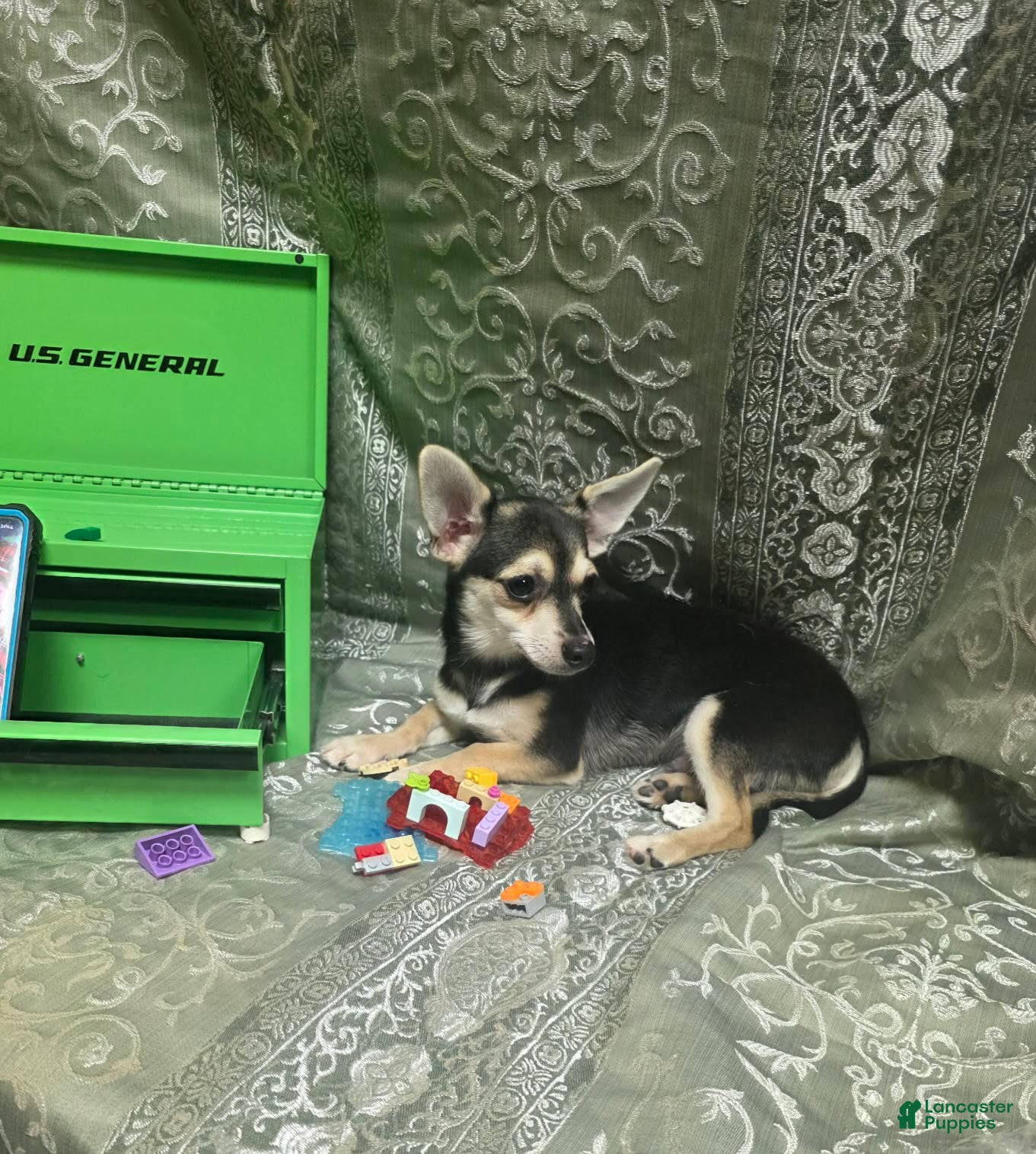 Chihuahua dogs ELROY ♡ - Ad 1