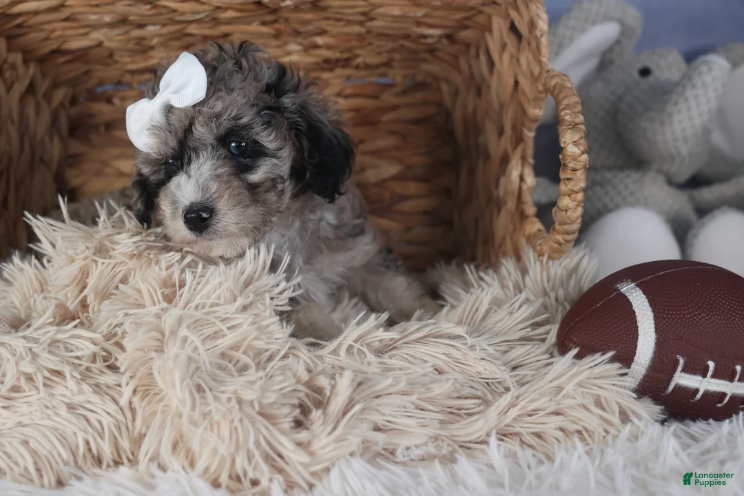 Miniature Poodle dogs for sale: Remington  - Ad 9