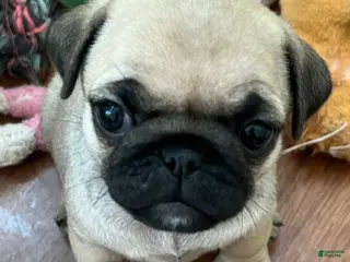 Pug dogs Pug Puppy 5 - Ad 5