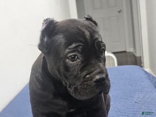 Cane Corso dogs GIZZEL - Ad 5