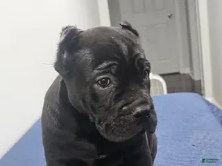 Cane Corso dogs GIZZEL - Ad 11