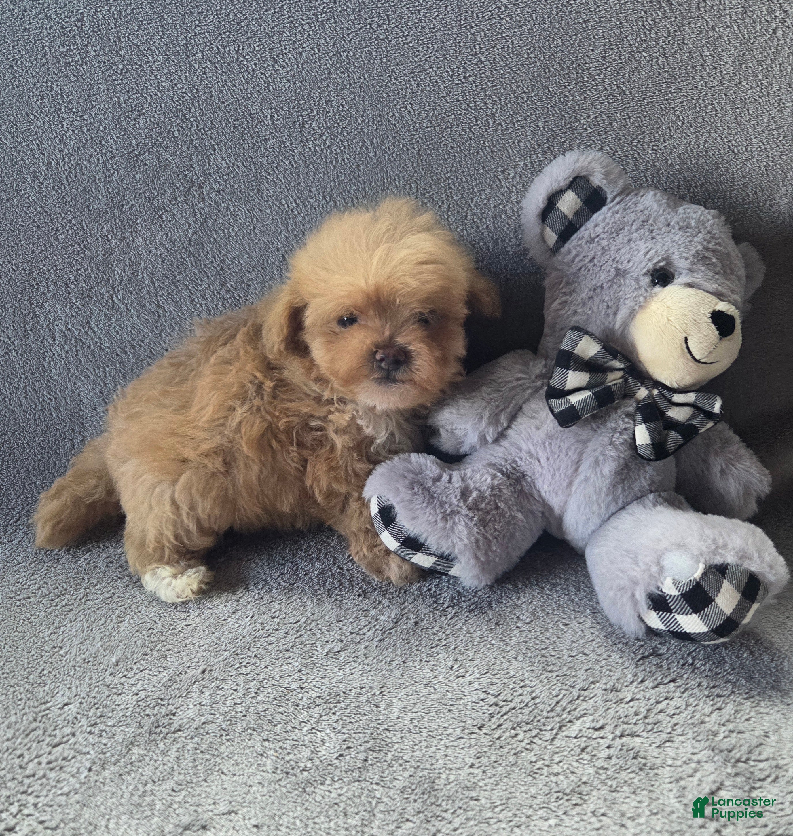 Maltipoo dogs Theadore - Ad 2