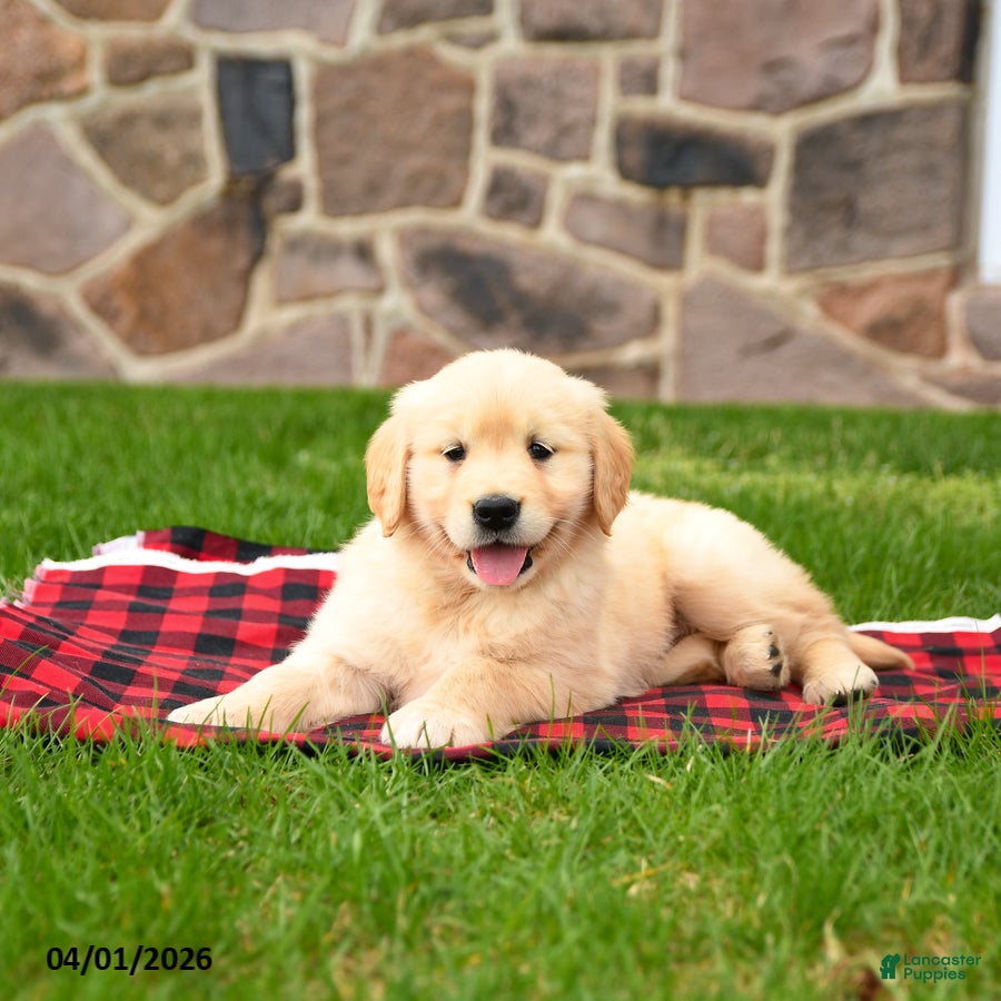 Golden Retriever dogs Ranelle - Ad 1